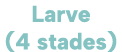 Larve (4 stades)