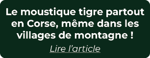 Le moustique tigre partout en Corse, m me dans les villages de montagne ! Lire l’article
