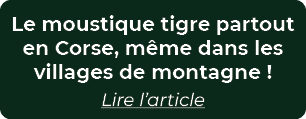 Le moustique tigre partout en Corse, m me dans les villages de montagne ! Lire l’article