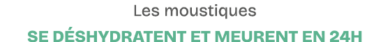 Les moustiques se d shydratent et meurent en 24h